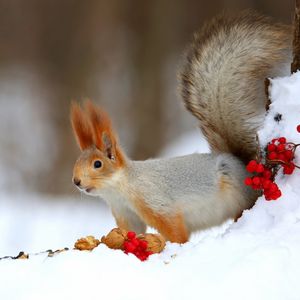 Image post by @animalplanet on Instagram