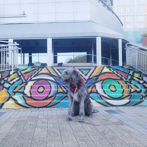 Image post by @thesavannahwolfhound on Instagram