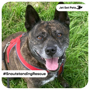 Image post by @jetsetpets on Instagram