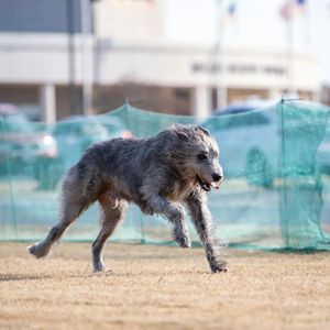 Image post by @thesavannahwolfhound on Instagram