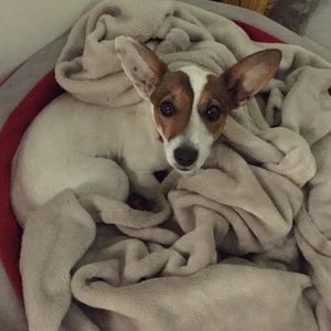 Image post by @snaffle_it on Instagram