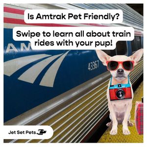 Image post by @jetsetpets on Instagram