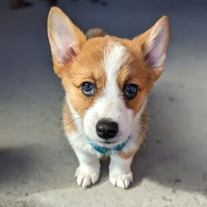 Image post by @DiamondPetFood on Twitter/X