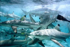 Image post by @animalplanet on Instagram
