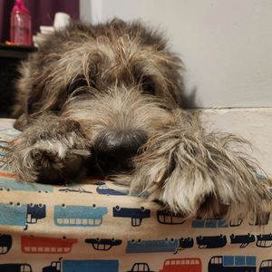 Image post by @thesavannahwolfhound on Instagram