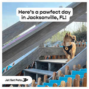 Image post by @jetsetpets on Instagram