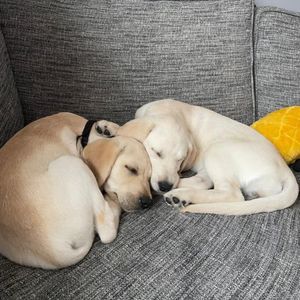 Image post by @yumove_usa on Instagram