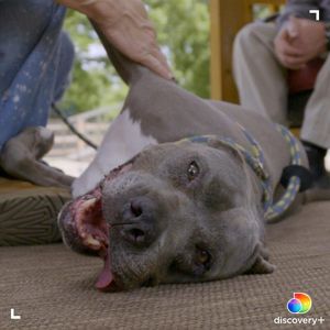 Image post by @animalplanet on Instagram