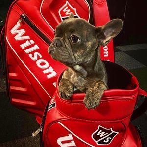 Image post by @wilsongolfcanada on Instagram