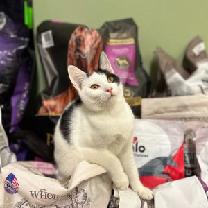 Image post by @whitmanpets on Instagram