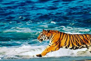 Image post by @lsubeachvb on Instagram