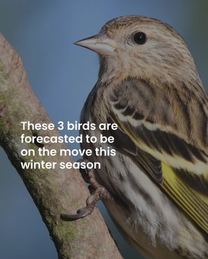 Image post by @featherfriendly on Instagram