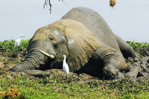 Image post by @chiawasafaris on Instagram