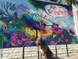 Image post by @thesavannahwolfhound on Instagram