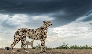 Image post by @discovery on Instagram
