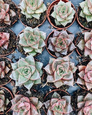 Image post by @thegreenhousejax on Instagram