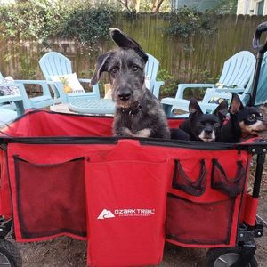 Image post by @thesavannahwolfhound on Instagram