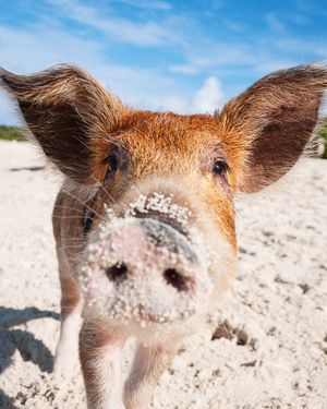 Image post by @animalplanet on Instagram