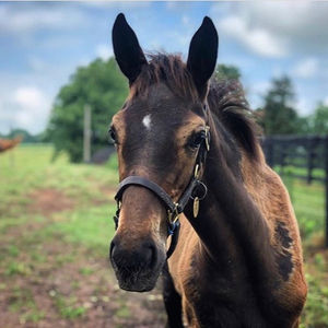 Image post by @thebloodhorse on Instagram