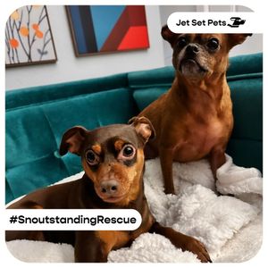 Image post by @jetsetpets on Instagram