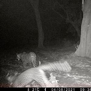 Image post by @chiawasafaris on Instagram
