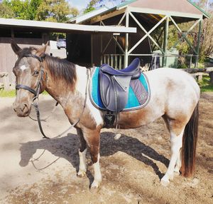 Image post by @performancesaddlefitssthsydney on Instagram