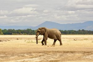 Image post by @chiawasafaris on Instagram