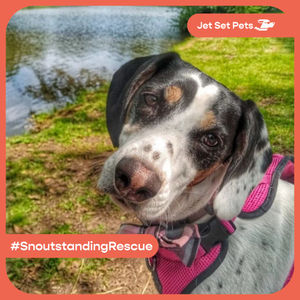 Image post by @jetsetpets on Instagram