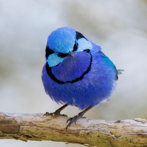 Image post by @animalplanet on Instagram
