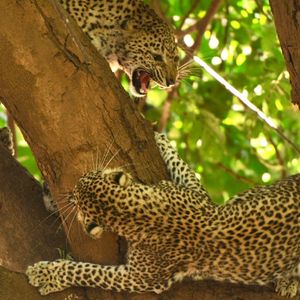 Image post by @chiawasafaris on Instagram