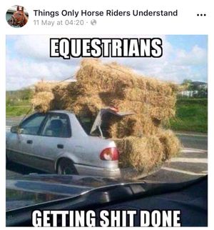 Image post by @equineidsolutions on Instagram