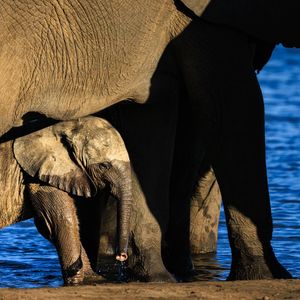 Image post by @chiawasafaris on Instagram
