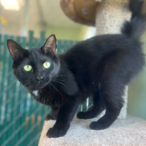 Image post by @whitmanpets on Instagram