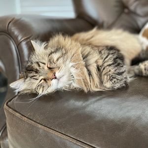 Image post by @animalplanet on Instagram