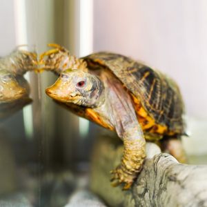 Image post by @animalplanet on Instagram