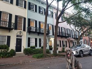 Image post by @thesavannahwolfhound on Instagram