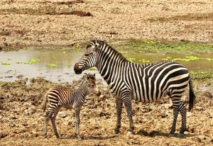 Image post by @chiawasafaris on Instagram