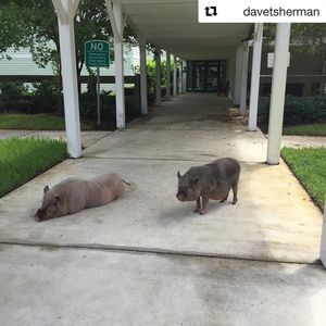 Image post by @stjohnscountylibrary on Instagram