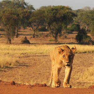 Image post by @chiawasafaris on Instagram