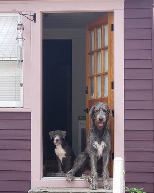 Image post by @thesavannahwolfhound on Instagram