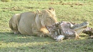 Image post by @chiawasafaris on Instagram