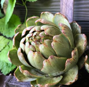 Image post by @bonnieplants on Instagram