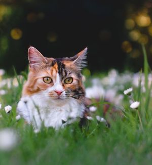 Image post by @evolvepetfood on Instagram