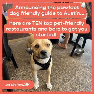 Image post by @jetsetpets on Instagram