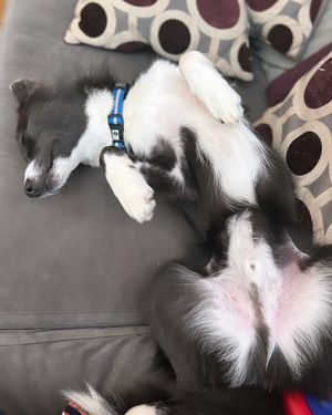 Image post by @tux_the_blue_pomsky on Instagram