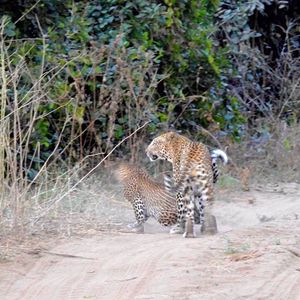 Image post by @chiawasafaris on Instagram