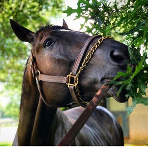 Image post by @thebloodhorse on Instagram
