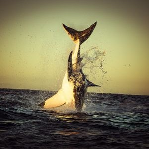 Image post by @discovery on Instagram