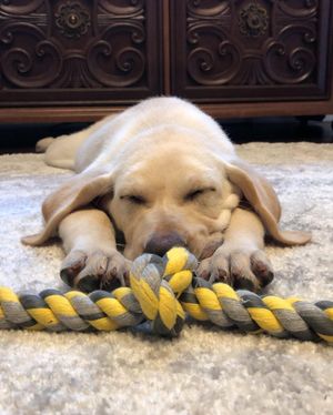 Image post by @pupcorntreats on Instagram