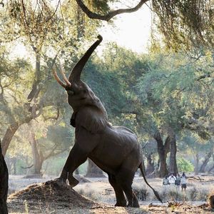 Image post by @chiawasafaris on Instagram